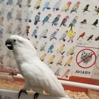 Bird Jungle ico