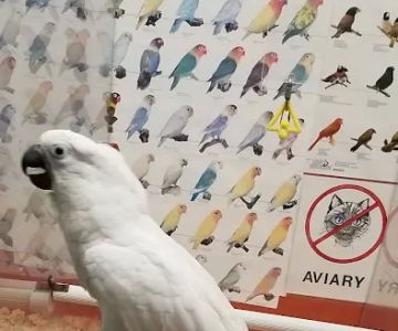 Bird Jungle