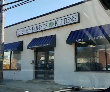 Westchester Puppies & Kittens
