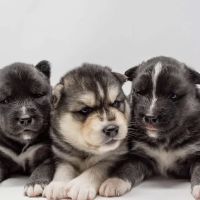 Heavenly Puppys ico