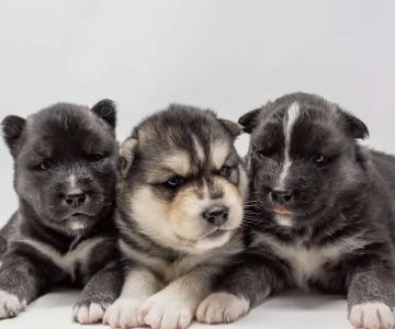 Heavenly Puppys
