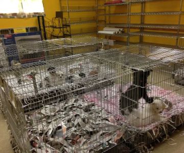Pet Palace of New City