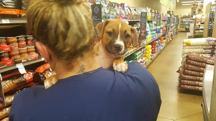 Petco 2