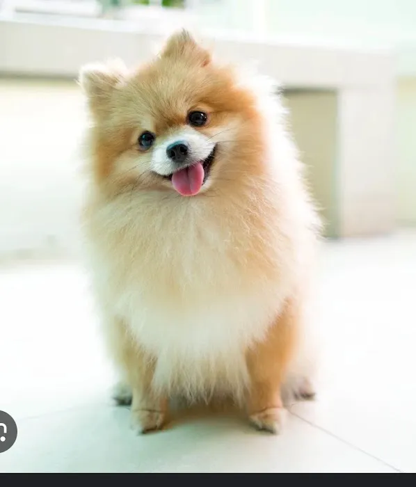 Pet Super Store 1