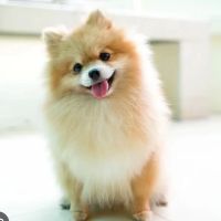 Pet Super Store ico