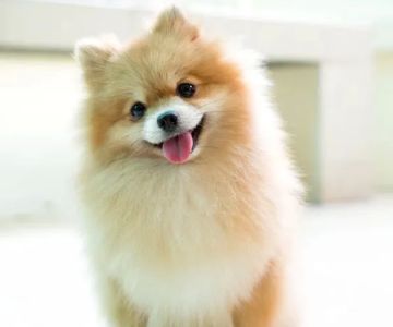 Pet Super Store