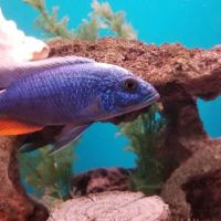 Aquariums Alive ico