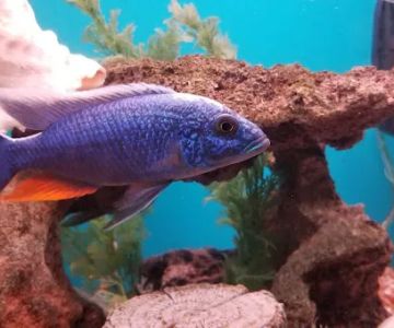 Aquariums Alive