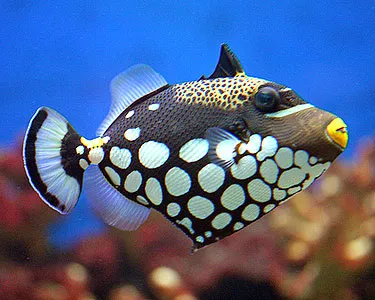Aquarium Management Systems 12