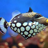 Aquarium Management Systems ico