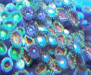 NJ House Of Coral