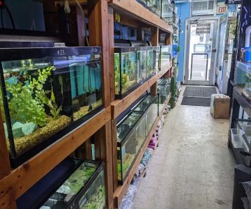 Aquariums By JJ