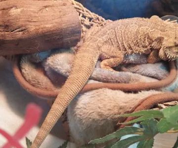 Reptile Roadhouse