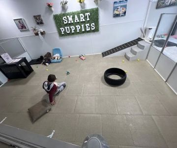 Smart Puppies For Sale, Inc.