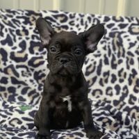 Connecticut Puppies For Sale ico