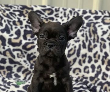 Connecticut Puppies For Sale