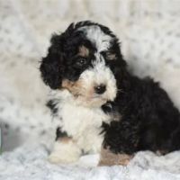 BowWow Babies ico