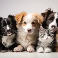 Furry House ico