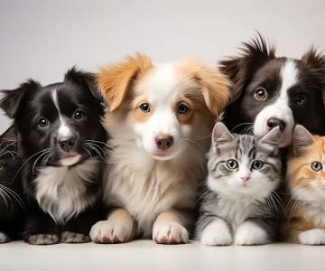 Furry House