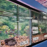 South Shore Tropicals ico