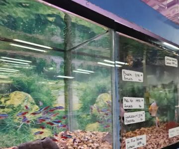 South Shore Tropicals