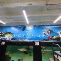 PREDATORY FINS ico