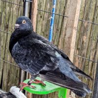 The Wellwood Pigeon Store ico