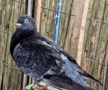 The Wellwood Pigeon Store
