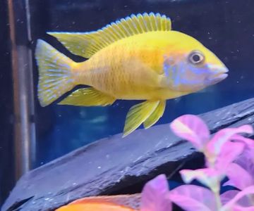 Bucks County Cichlids