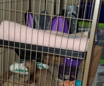 Precious Pets III