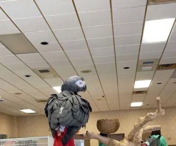 freedom feathers