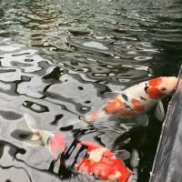 The Koi Story Fish Farm ico
