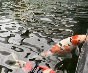 The Koi Story Fish Farm