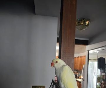 Colors Of Birds