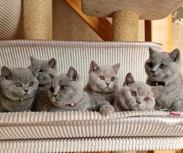 Kittens Up