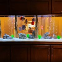 Tank Me Later Aquarium & Pond Services ico