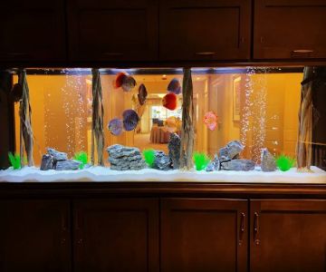 Tank Me Later Aquarium & Pond Services