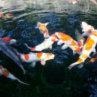 Koi Market Aquatic Nursery ico