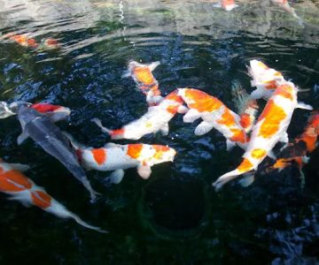 Koi Market Aquatic Nursery