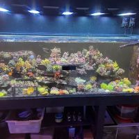 Tropical Island Aquarium Salt Water Fish Store Long Island ico