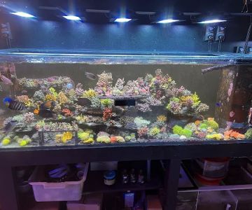 Tropical Island Aquarium Salt Water Fish Store Long Island