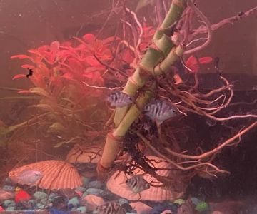 Aaron’s Aquatic's