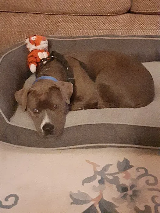 Pets Plus - Quakertown 4