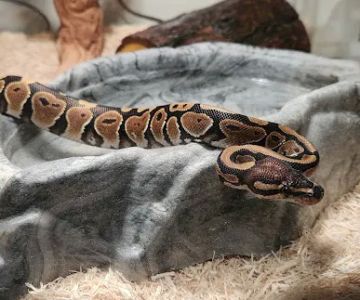 Cold Blooded Kingdom