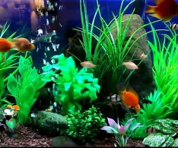 Majestic Aquatics