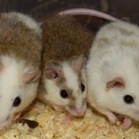 Mice Mice Baby ico
