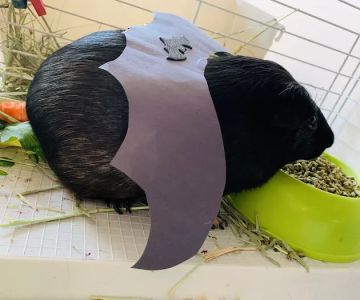 Petco