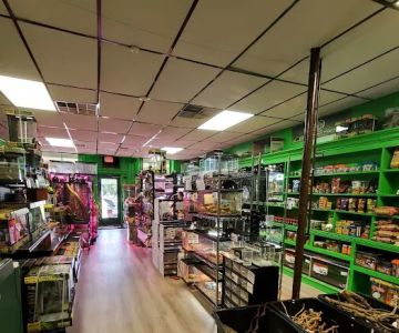 The Reptile Depot