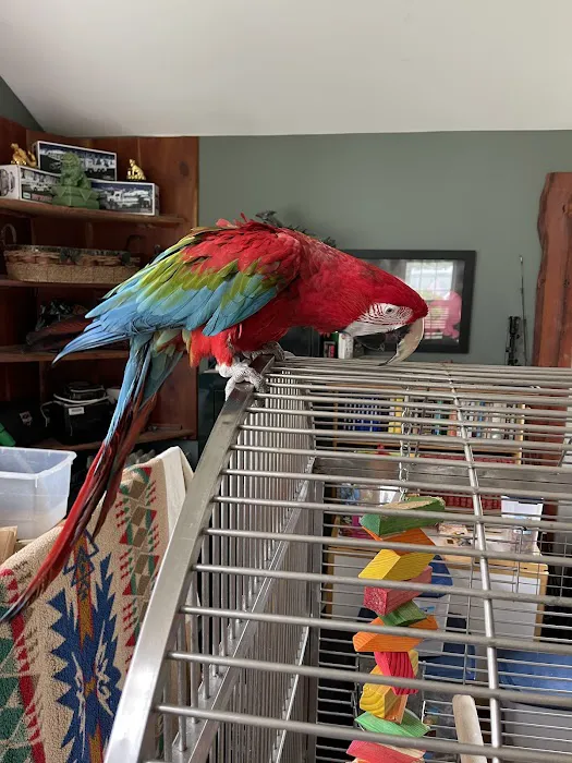 Anas Parrots and Supplies 1