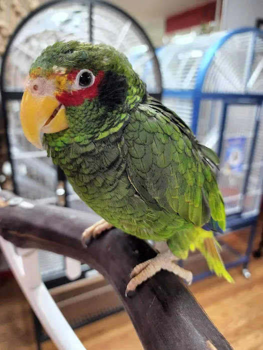 Anas Parrots and Supplies 6